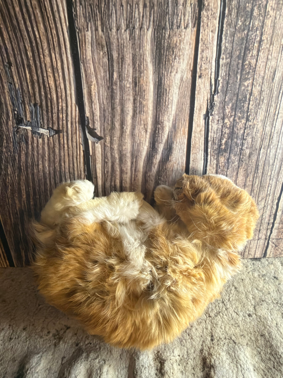 Dry Preserved Bunny Rabbit Kit (Fawn)