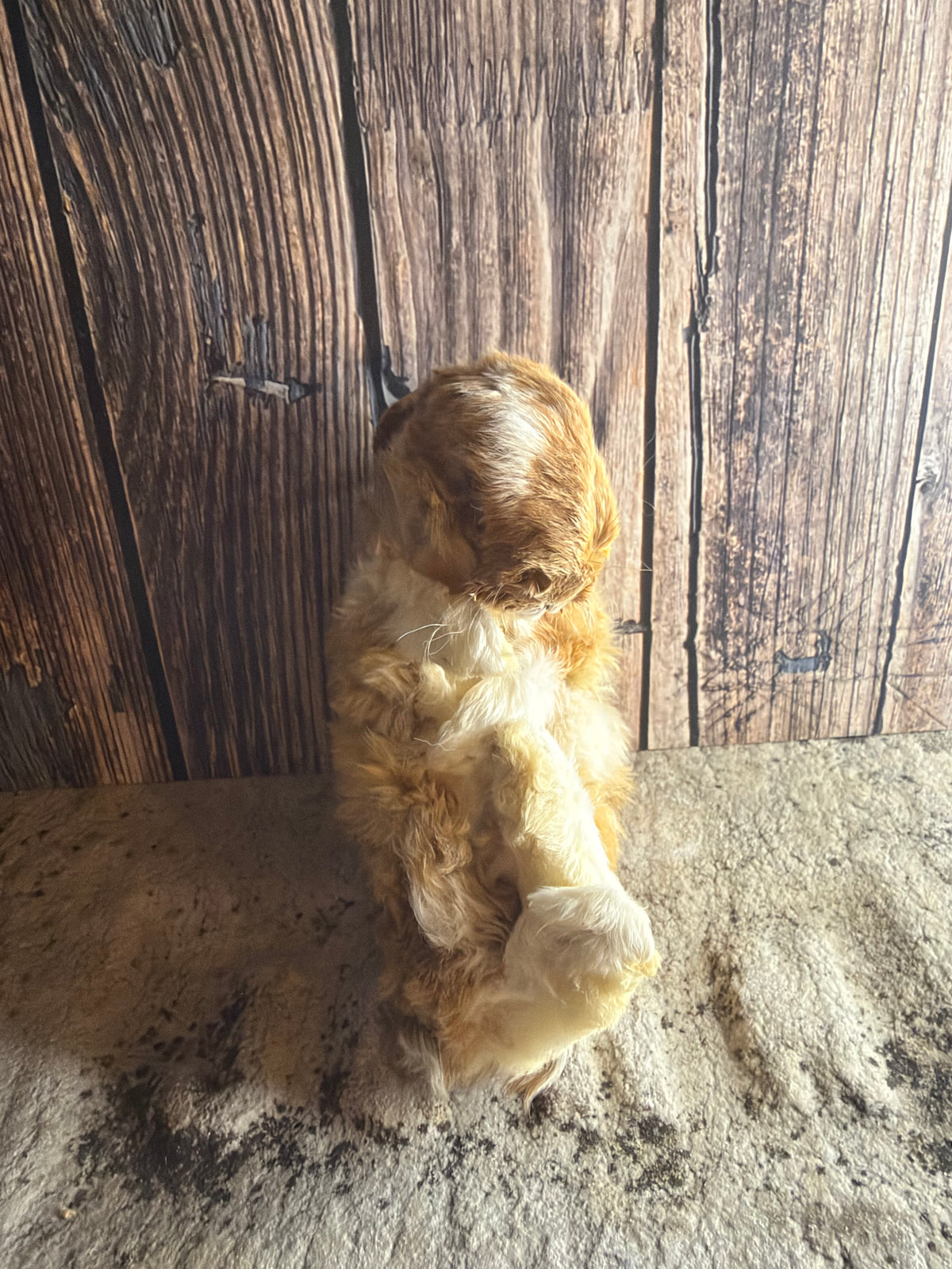 Dry Preserved Bunny Rabbit Kit (Fawn)