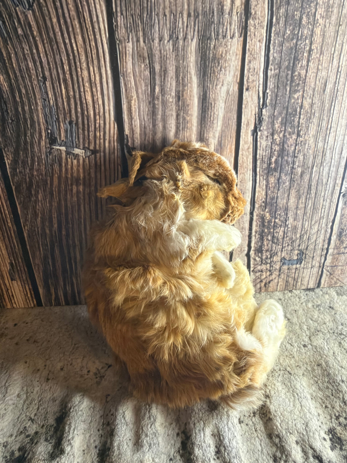 Dry Preserved Bunny Rabbit Kit (Fawn)