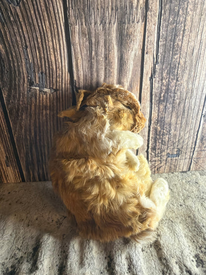 Dry Preserved Bunny Rabbit Kit (Fawn)