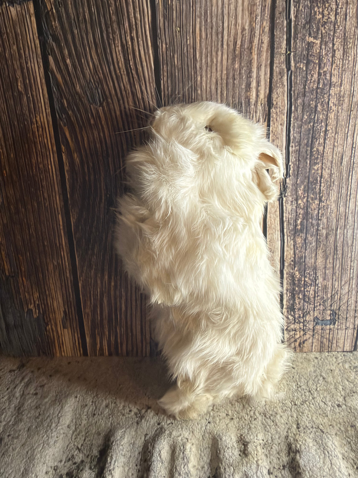 Dry Preserved Bunny Rabbit Kit (Stretched)