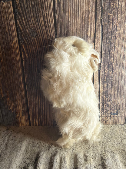 Dry Preserved Bunny Rabbit Kit (Stretched)
