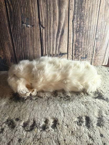 Dry Preserved Bunny Rabbit Kit (Stretched)