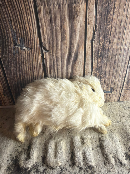 Dry Preserved Bunny Rabbit Kit (Bounding)