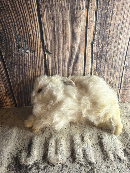 Dry Preserved Bunny Rabbit Kit (Bounding)