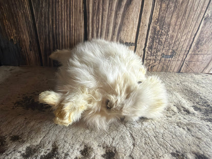 Dry Preserved Bunny Rabbit Kit (Bounding)