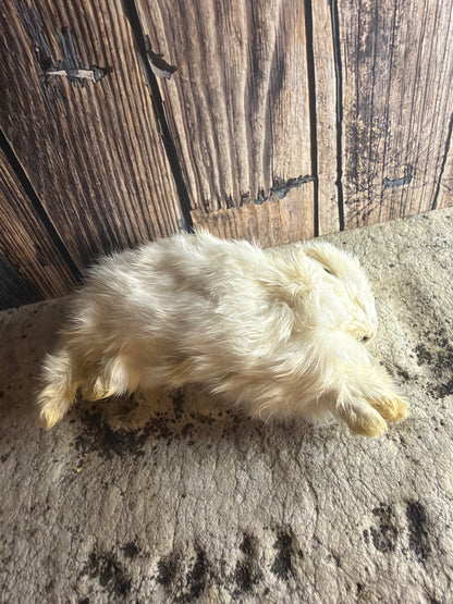 Dry Preserved Bunny Rabbit Kit (Bounding)