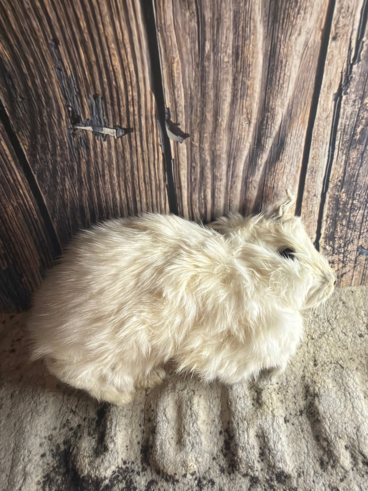 Dry Preserved Bunny Rabbit Kit (Tucked)