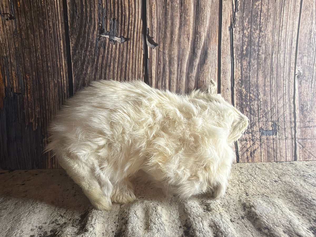 Dry Preserved Bunny Rabbit Kit (Tucked)