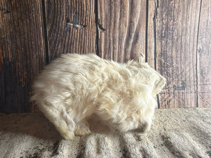 Dry Preserved Bunny Rabbit Kit (Tucked)
