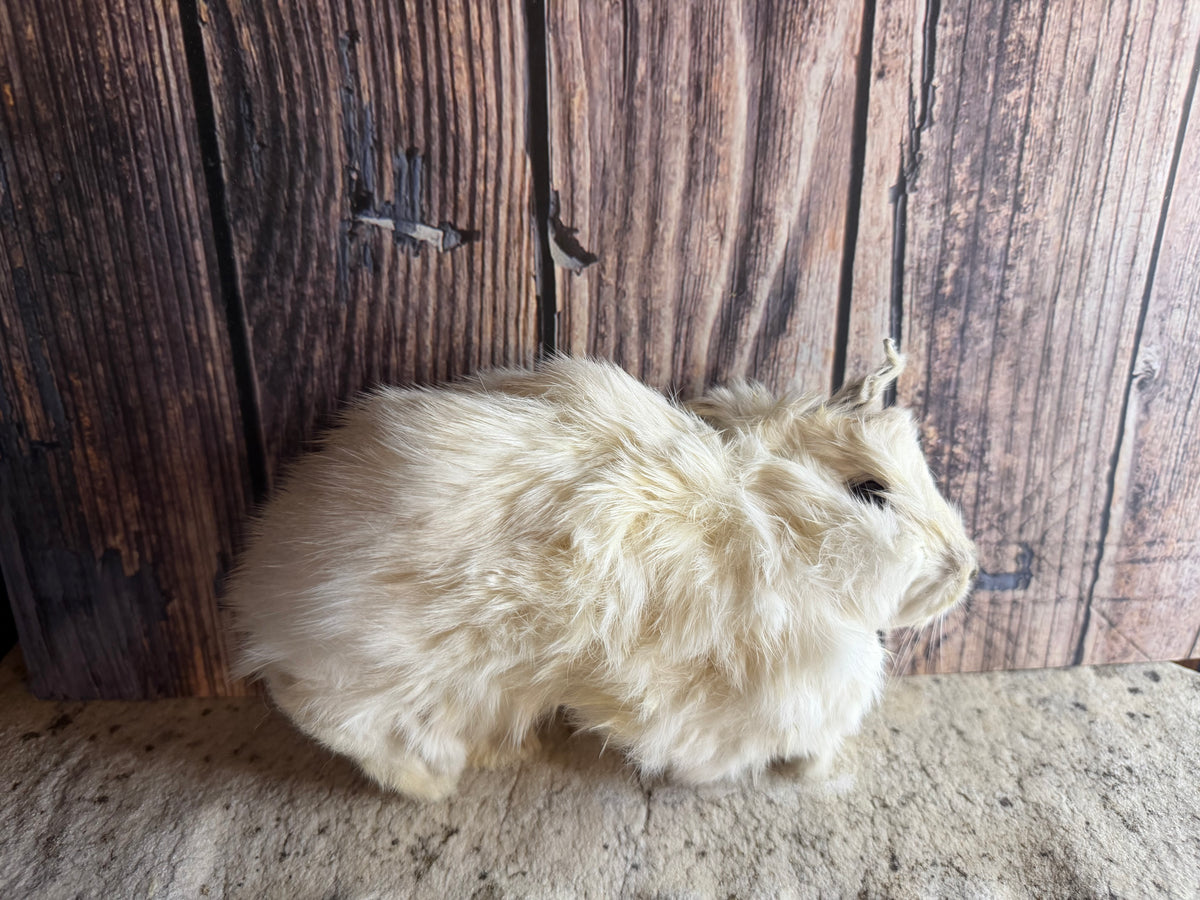 Dry Preserved Bunny Rabbit Kit (Tucked)