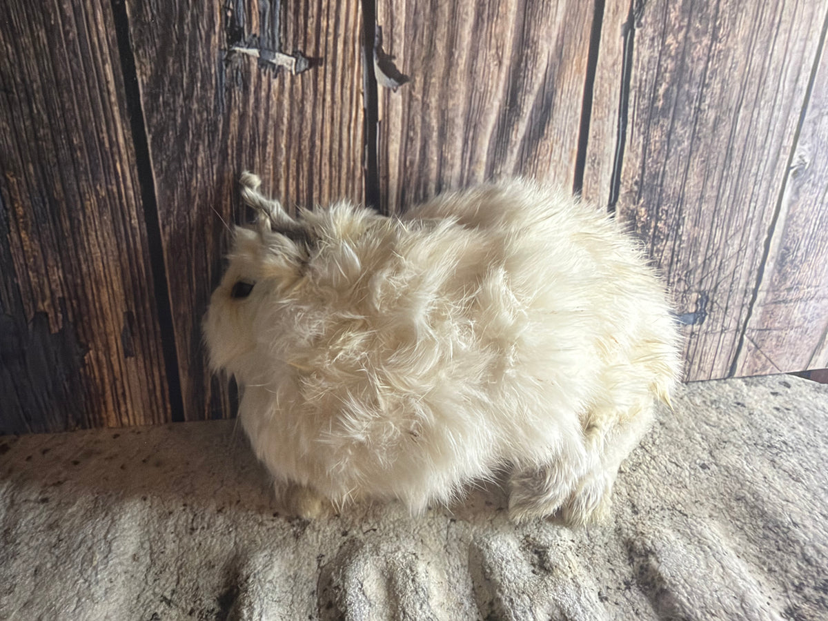 Dry Preserved Bunny Rabbit Kit (Tucked)