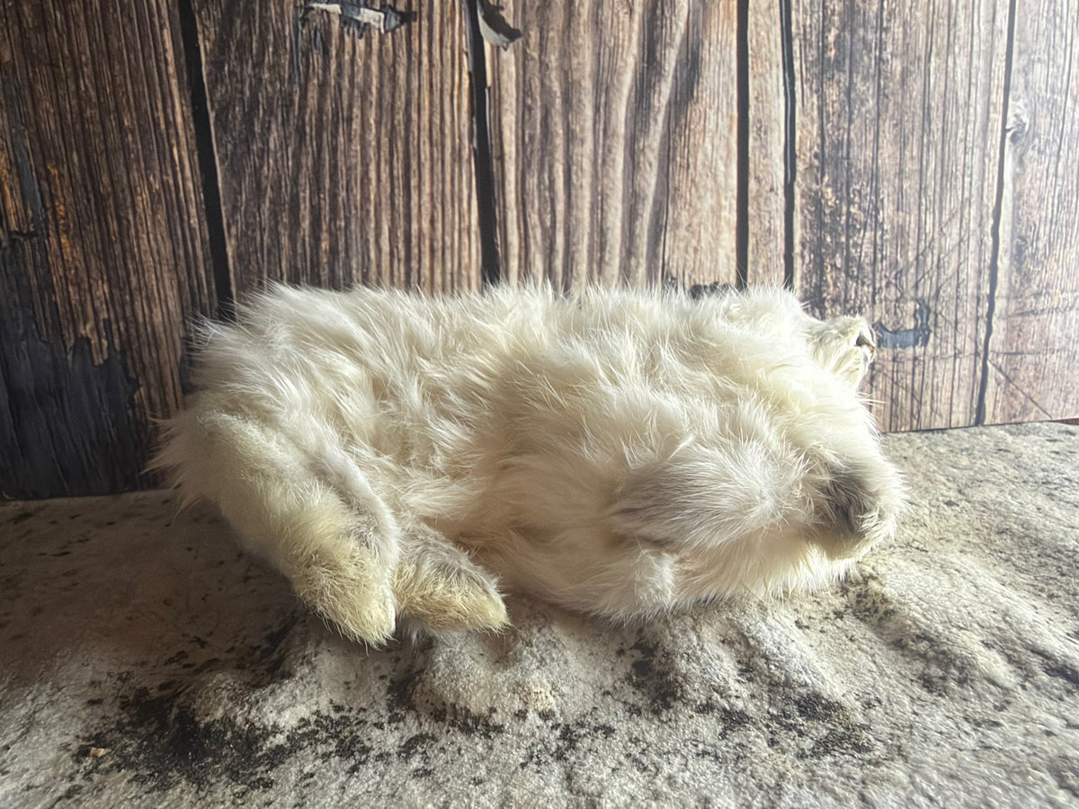 Dry Preserved Bunny Rabbit Kit (Tucked)