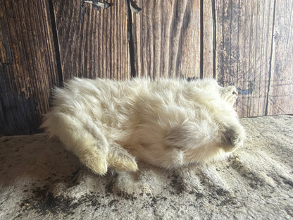 Dry Preserved Bunny Rabbit Kit (Tucked)