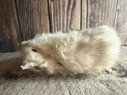 Dry Preserved Bunny Rabbit Kit (Tucked)