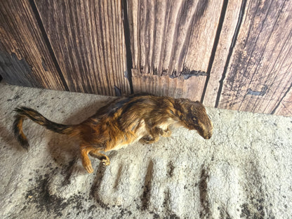 Dry Preserved Chipmunk