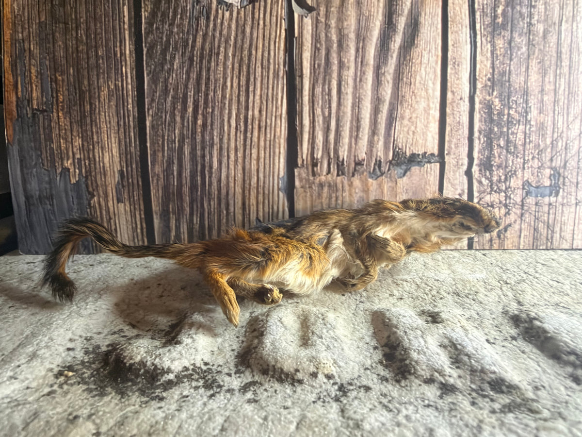 Dry Preserved Chipmunk