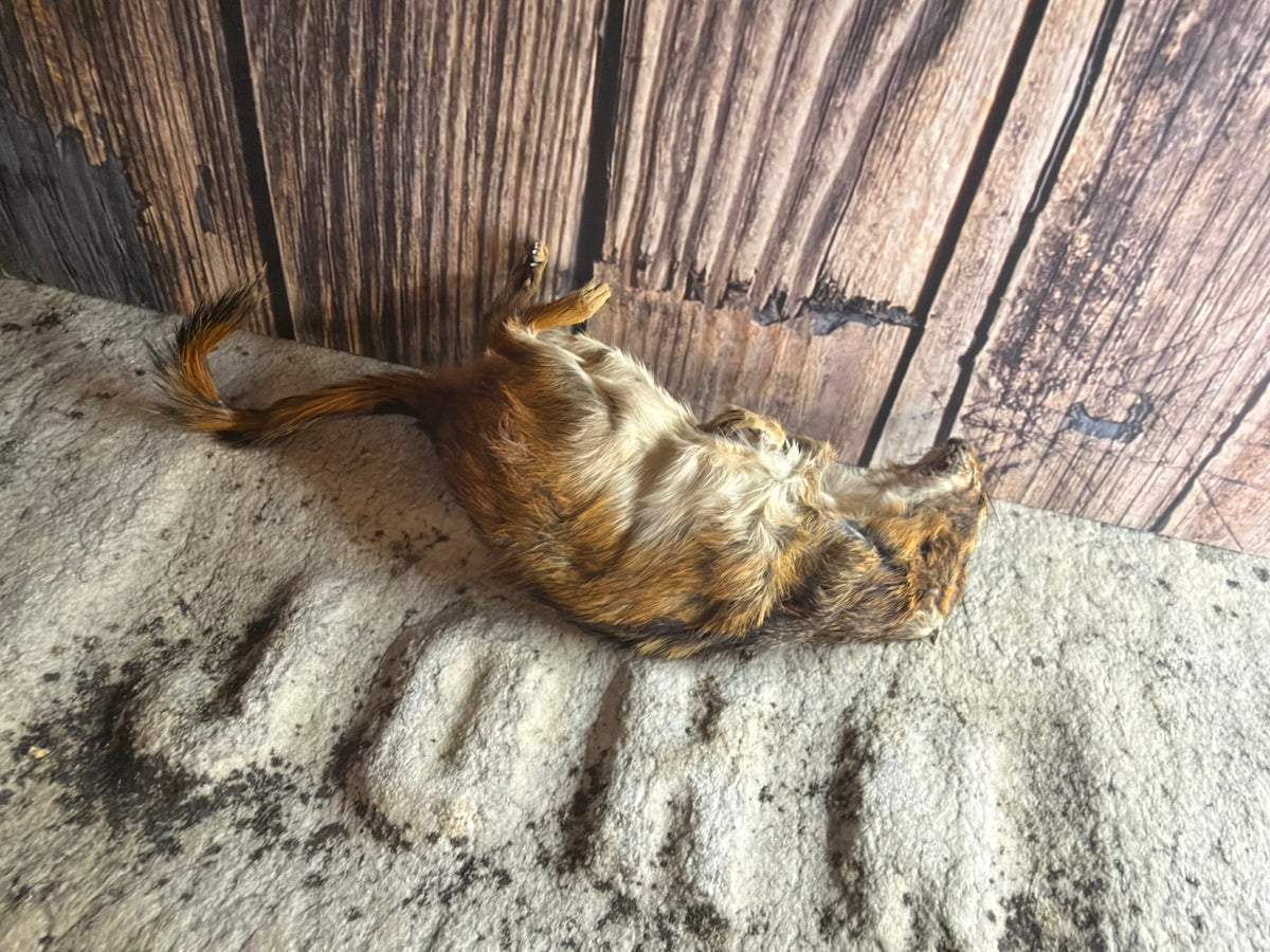 Dry Preserved Chipmunk