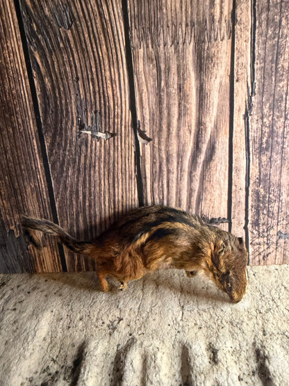 Dry Preserved Chipmunk