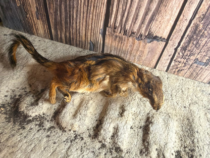 Dry Preserved Chipmunk