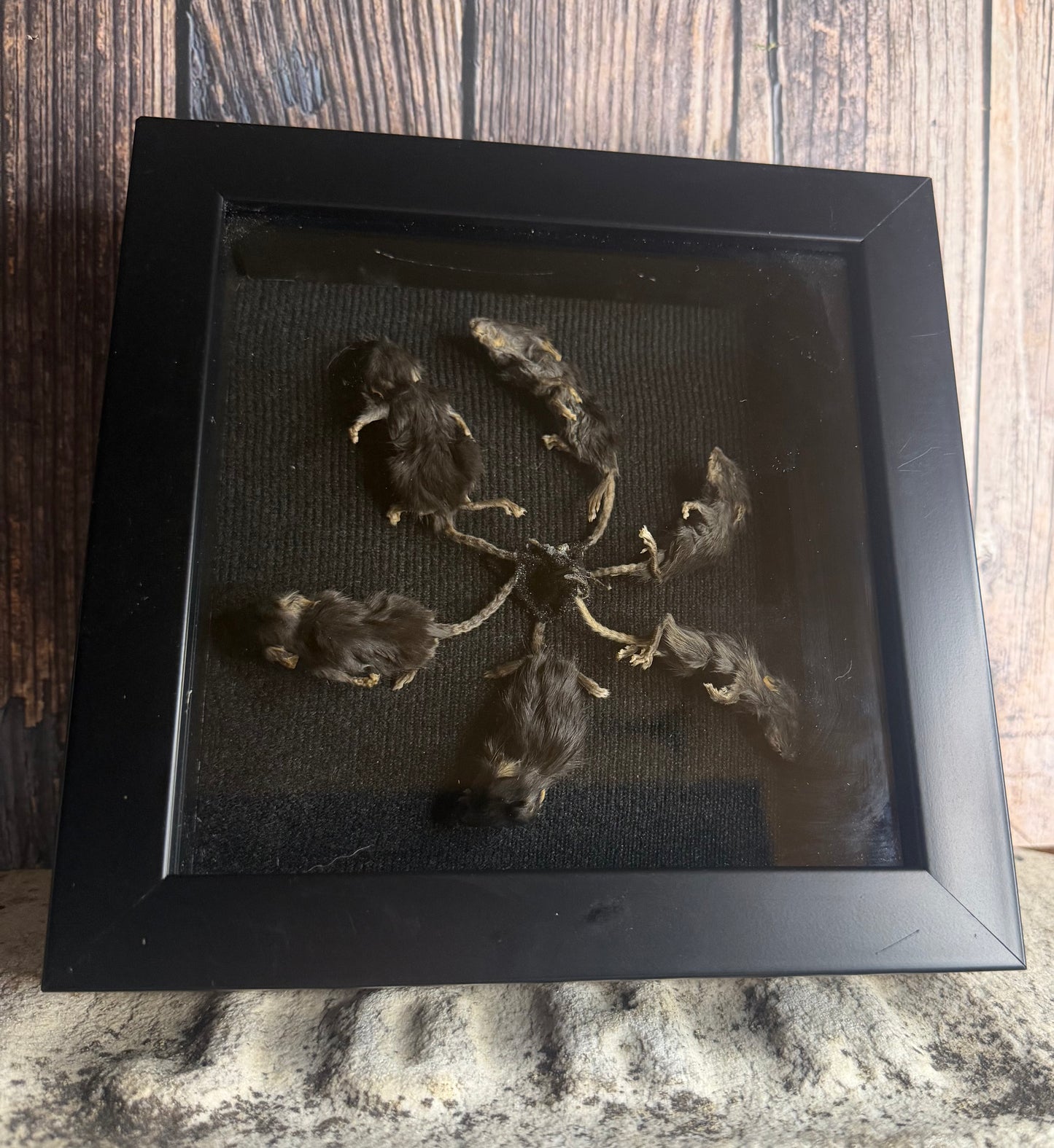 Rat King X Gaff Shadowbox Frame