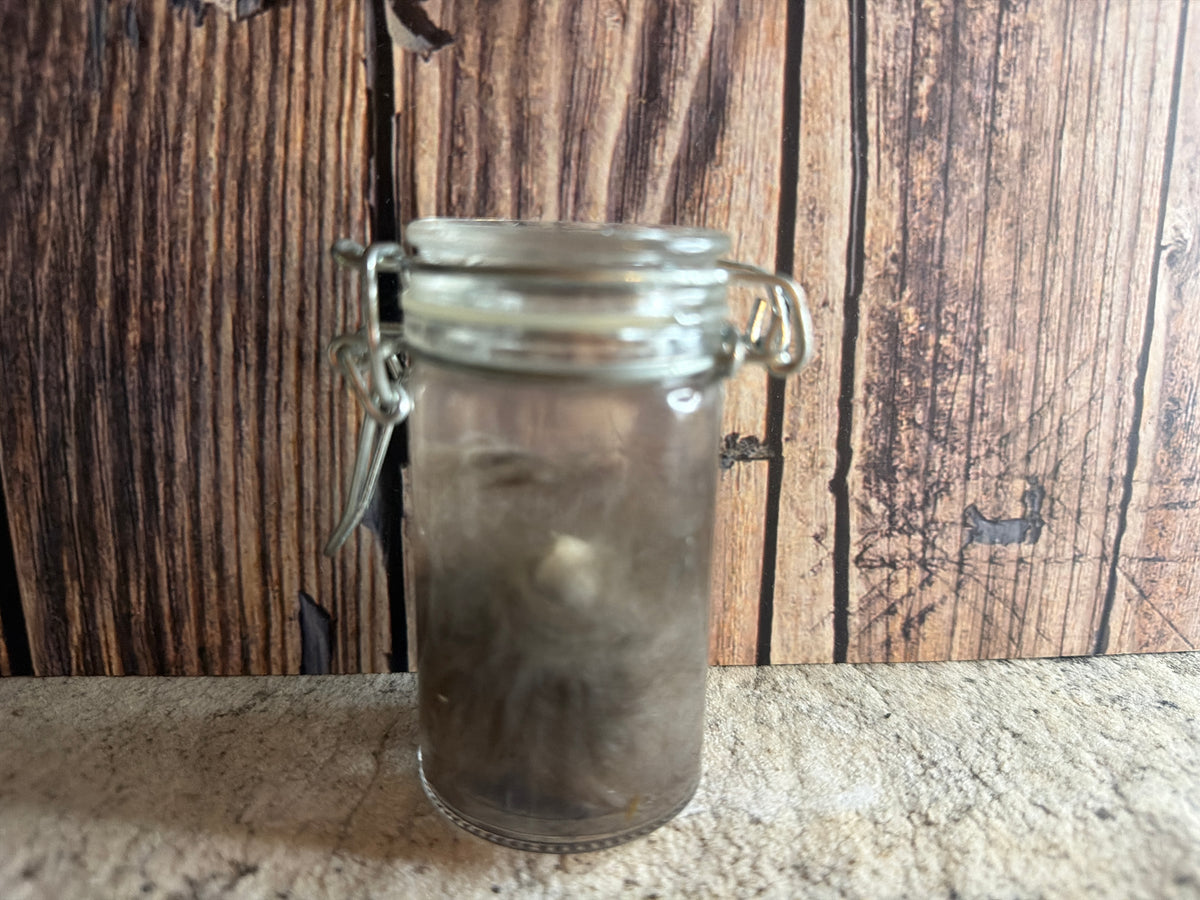 Domestic Cat 'Family Jewels' Penis & Testicles Wet Specimen (#1)