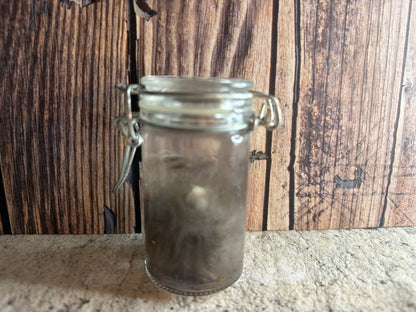 Domestic Cat 'Family Jewels' Penis & Testicles Wet Specimen (#1)