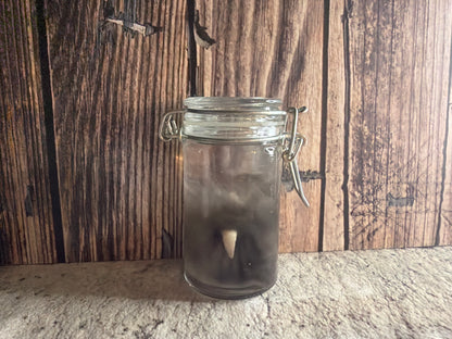 Domestic Cat 'Family Jewels' Penis & Testicles Wet Specimen (#1)