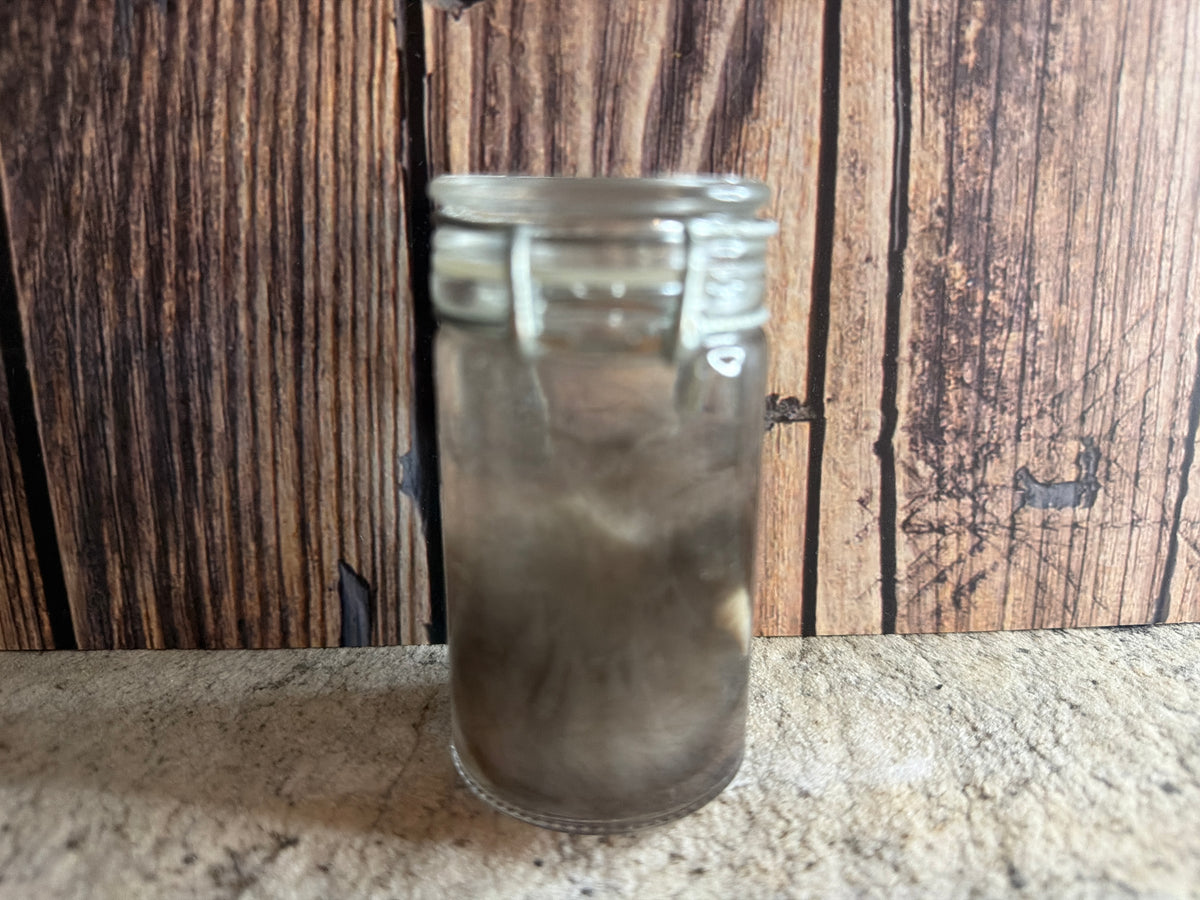Domestic Cat 'Family Jewels' Penis & Testicles Wet Specimen (#1)