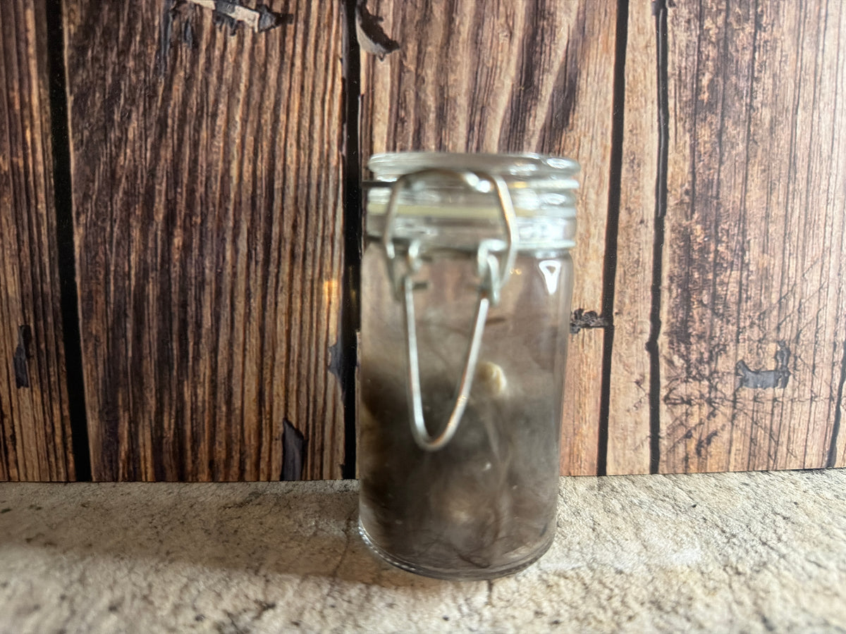 Domestic Cat 'Family Jewels' Penis & Testicles Wet Specimen (#1)