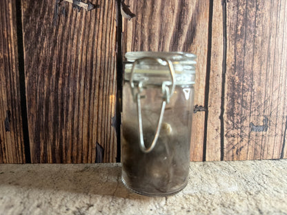 Domestic Cat 'Family Jewels' Penis & Testicles Wet Specimen (#1)