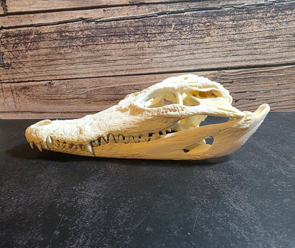 Crocodile Skull
