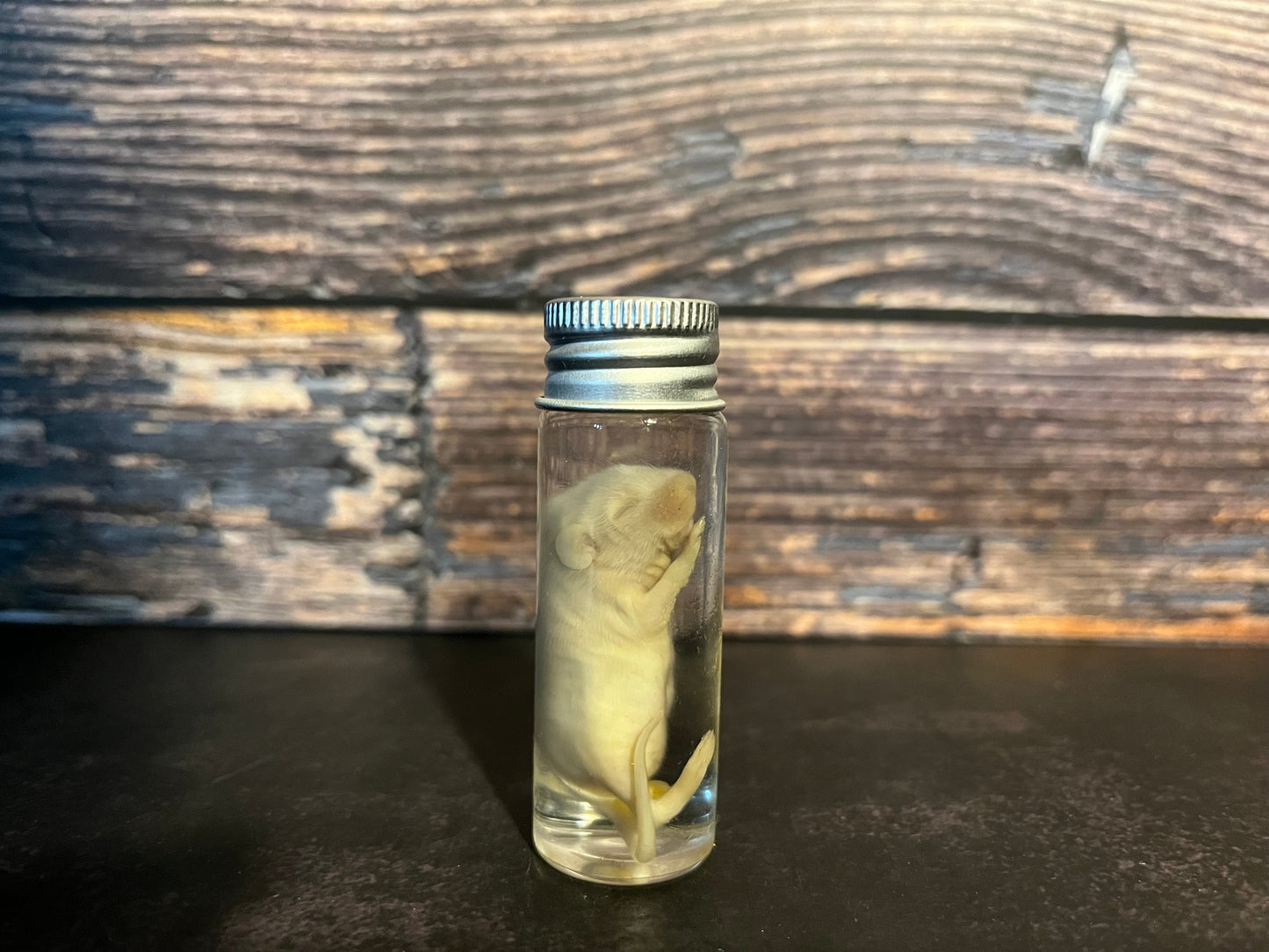 Wholesale (On Demand): White Fuzzy Mice Wet Specimen (No Jars)