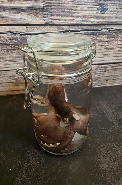 Octopus Wet Specimen