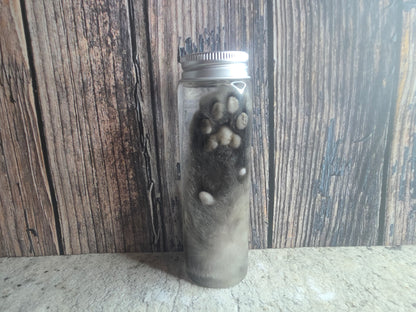 Grey Tabby Cat Paw Wet Specimen