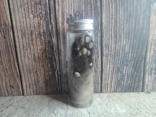 Grey Tabby Cat Paw Wet Specimen