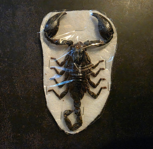 Giant Forest Scorpion