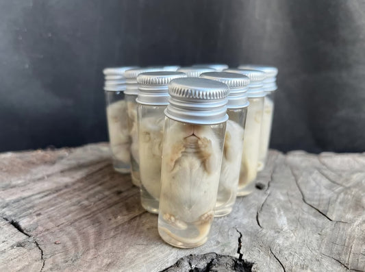 Wholesale (On Demand): White Fuzzy Mice Wet Specimen (No Jars)
