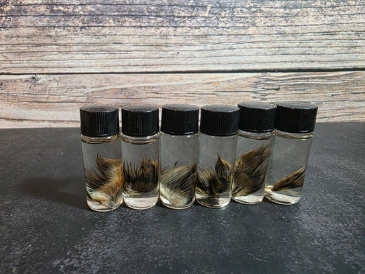 Tiny Quail Wing Curio Vial