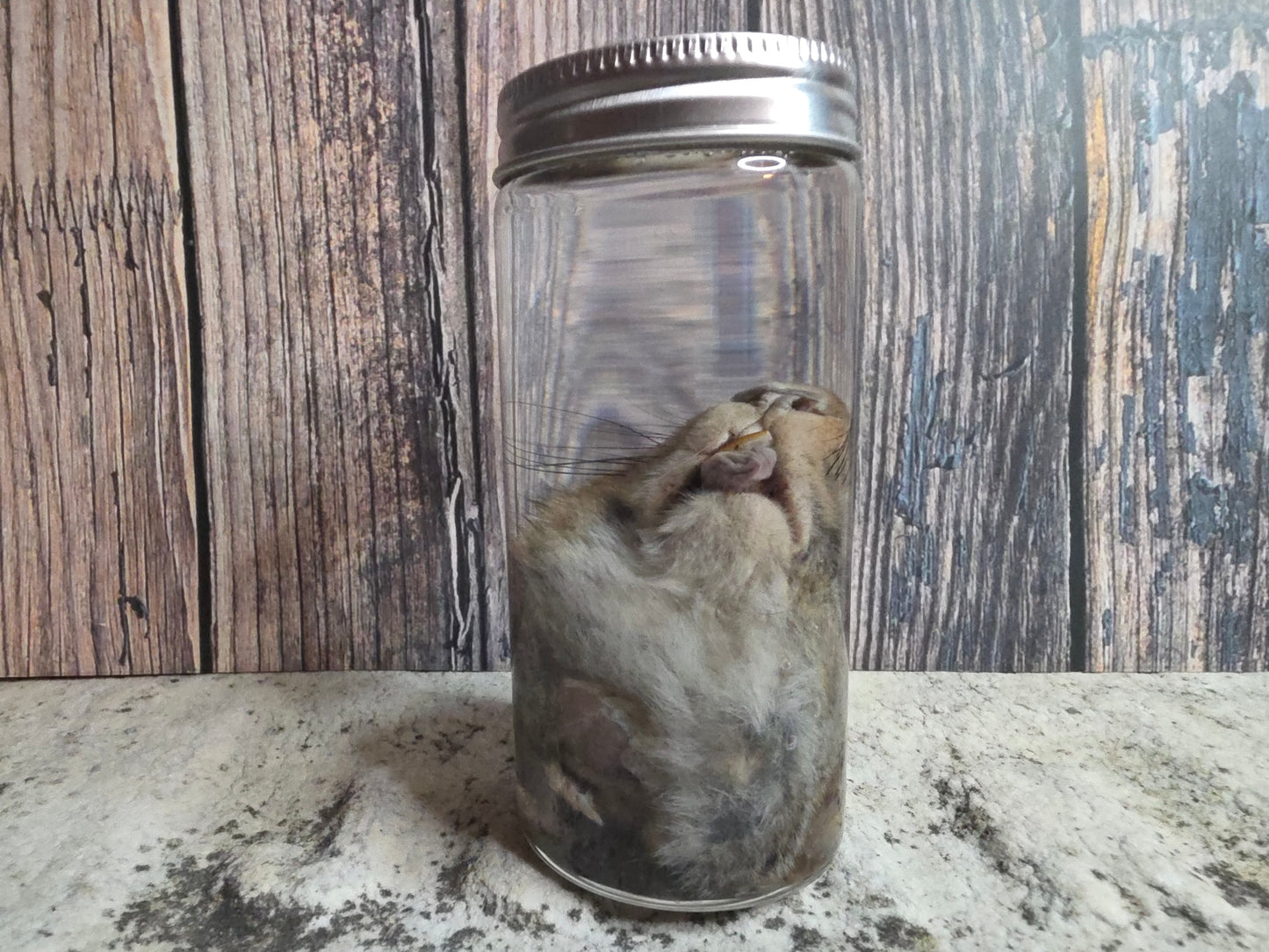 Squirrel Head Wet Specimen (#2)