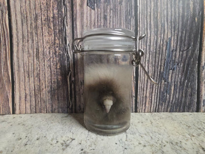 Domestic Siamese Cat 'Family Jewels' Penis & Testicles Wet Specimen