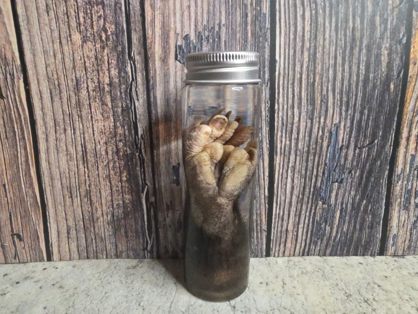 Virginia Opossum Back Paw Wet Specimen