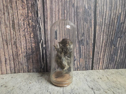 Dry Preserved Field Mouse Dome