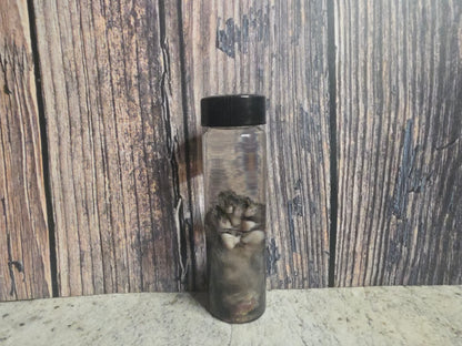 Squirrel Paw Wet Specimen