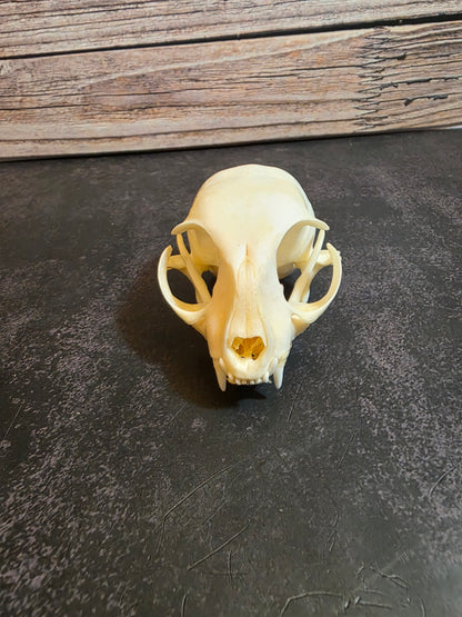 Juvenile Domestic Cat Skull