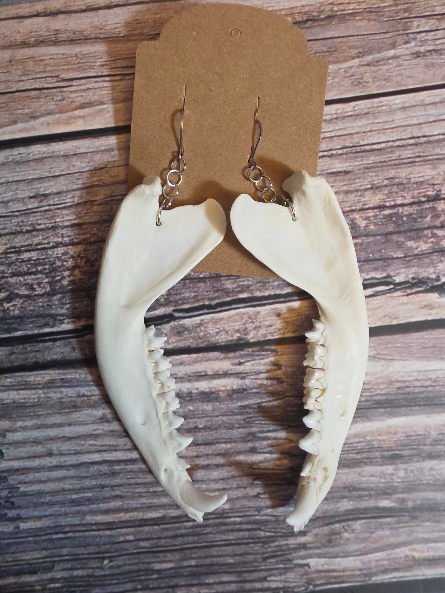 Virginia Opossum Jawbone Earrings
