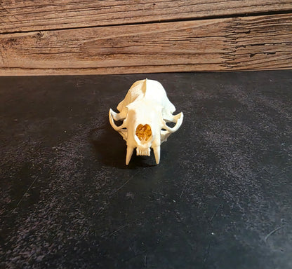 Craft Grade Mink Skull (Upper)