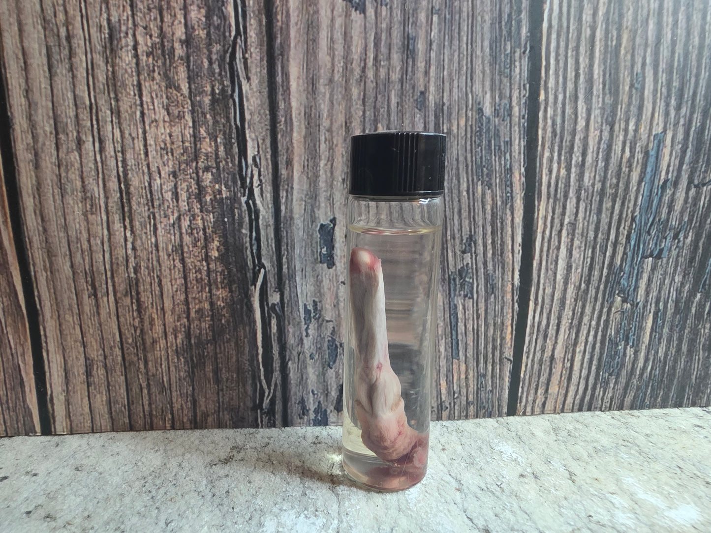 Red Fox Penis Wet Specimen