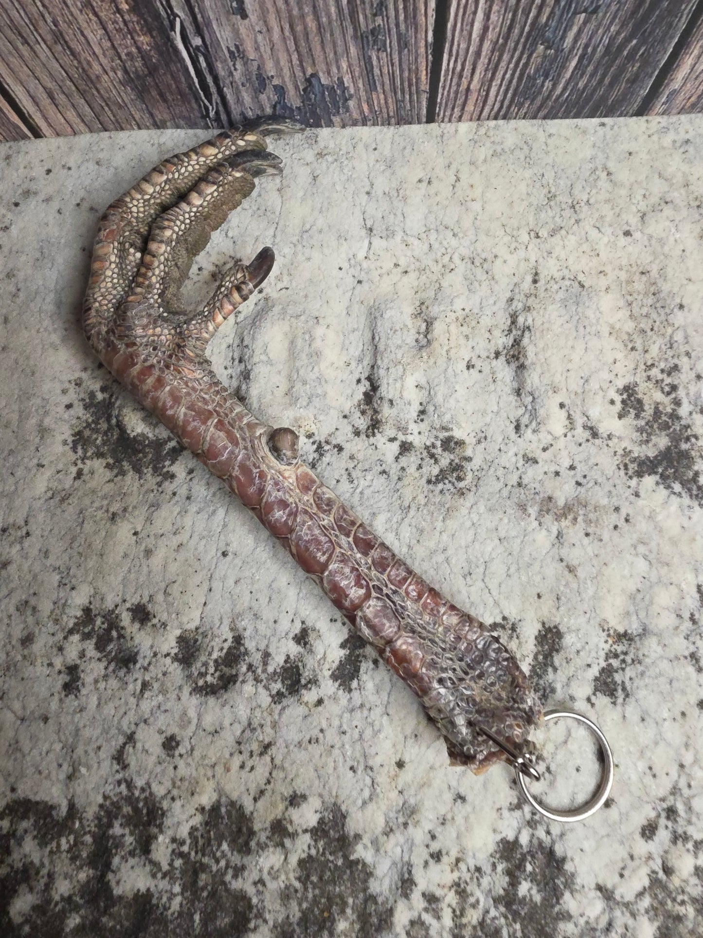 Dry Preserved Turkey Foot Statement Keychain