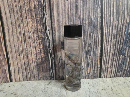 Gecko Wet Specimen (#4)